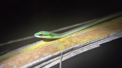 Leptophis