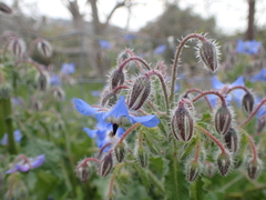 보리지 (Borago officinalis): 기원과 용도 — 사진 2