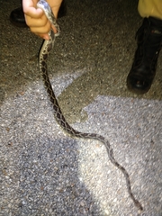 Pseudelaphe phaescens