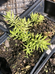 Sedum mexicanum