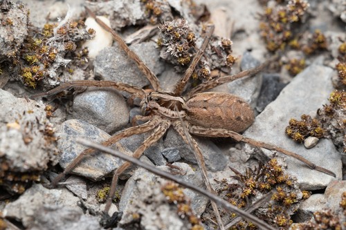 Radiated Wolf Spider