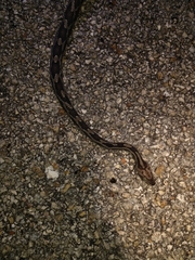 Pseudelaphe phaescens