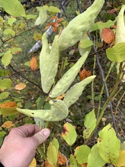 Asclepias syriaca