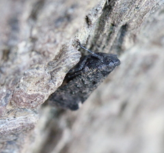 Penthicodes pulchellus