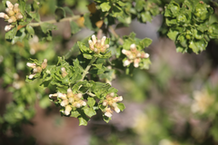 Baccharis rhomboidalis