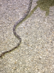 Pseudelaphe phaescens