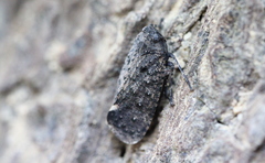 Penthicodes pulchellus