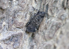 Penthicodes pulchellus