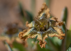 Ferraria variabilis