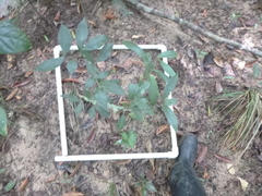 Vochysiaceae