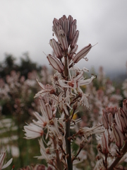 Asphodel (Asphodelus aestivus)