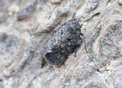 Penthicodes pulchellus