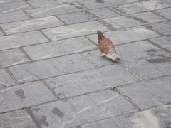 Columba livia domestica