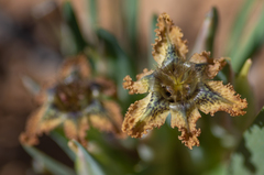 Ferraria variabilis