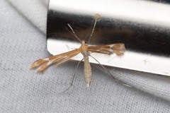 Marasmarcha lunaedactyla