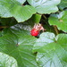 Rubus tricolor - Photo (c) hattheant,  זכויות יוצרים חלקיות (CC BY-NC)