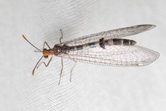 Megistopus flavicornis