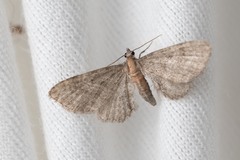 Eupithecia haworthiata