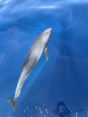 Peponocephala electra