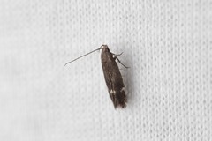 Aproaerema anthyllidella