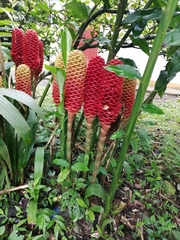 Zingiber spectabile