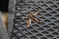 Dictenidia bimaculata