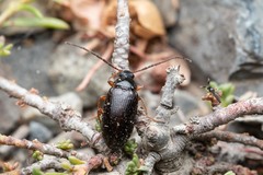 Gonodera luperus