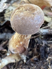 Austroboletus gracilis