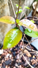 Eugenia copacabanensis