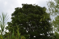 Juglans neotropica