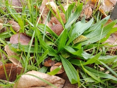 Plantago lanceolata