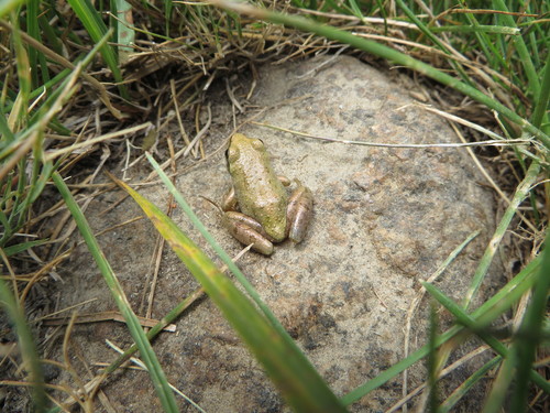 iNaturalist observation photo of Pacific chorus frog