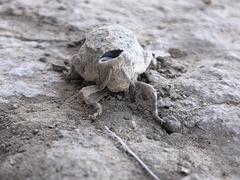 Phrynotettix robustus