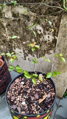 Eugenia copacabanensis