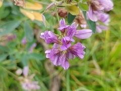 Medicago sativa
