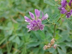 Medicago sativa