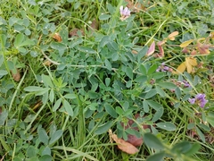 Medicago sativa