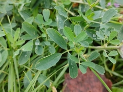 Medicago sativa
