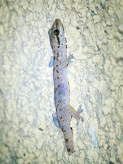Hemidactylus hajarensis