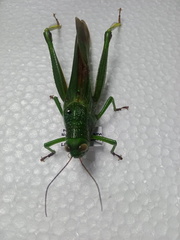 Acrididae