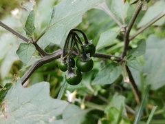 Solanum nigrum
