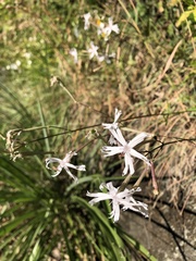 Silene fissipetala