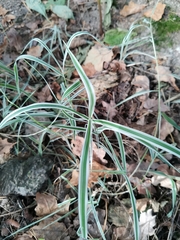 Phalaris arundinacea picta