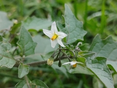 Solanum nigrum