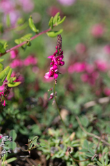 Indigofera vanzijlii