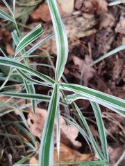 Phalaris arundinacea picta