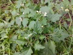 Solanum nigrum