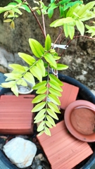 Eugenia pyriformis