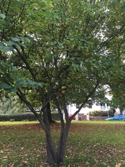 Cercis siliquastrum