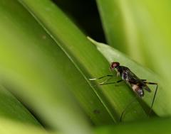 Hybobata fuelleborni